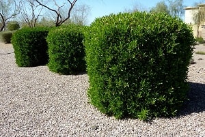 Beat around the bush